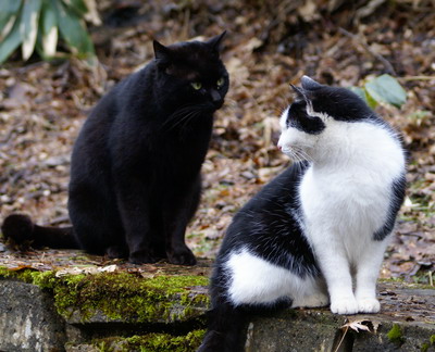 山の猫たち81 求愛 暖まるニャン 猫旅写真